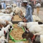 Met Office issues heatwave alert for country from today